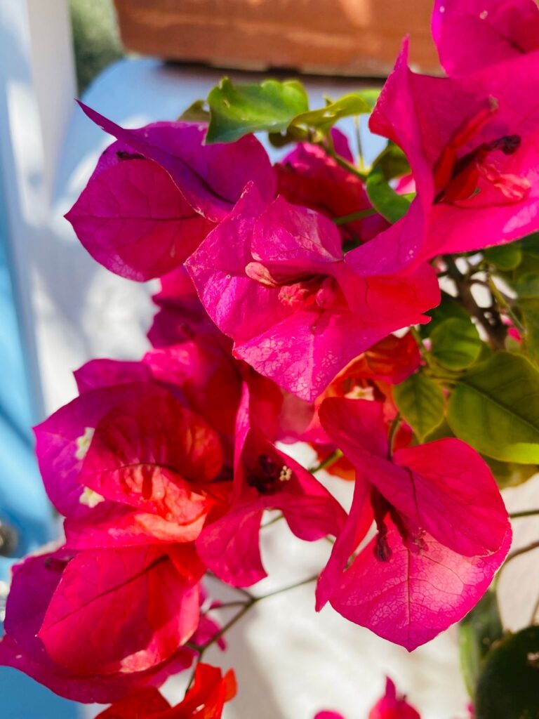 bougainvillea vakantiehuis samos