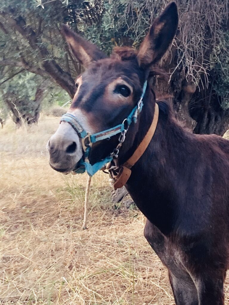 The donkey near bougainvillea holiday home on samos